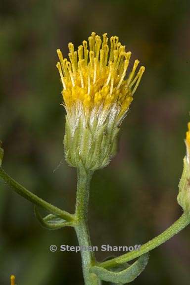 erigeron inornatus var inornatus 4 graphic